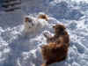 dogsinsnow.jpg (69804 bytes)